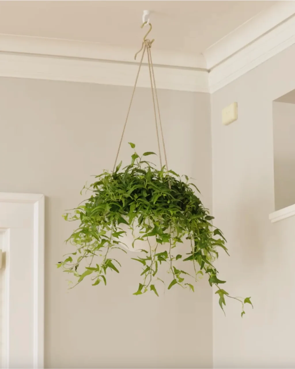 Character The Plant Hanging Kit - Image 7