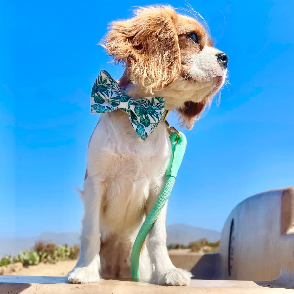 Doggie Republic Bow Tie - Fiji - Image 2