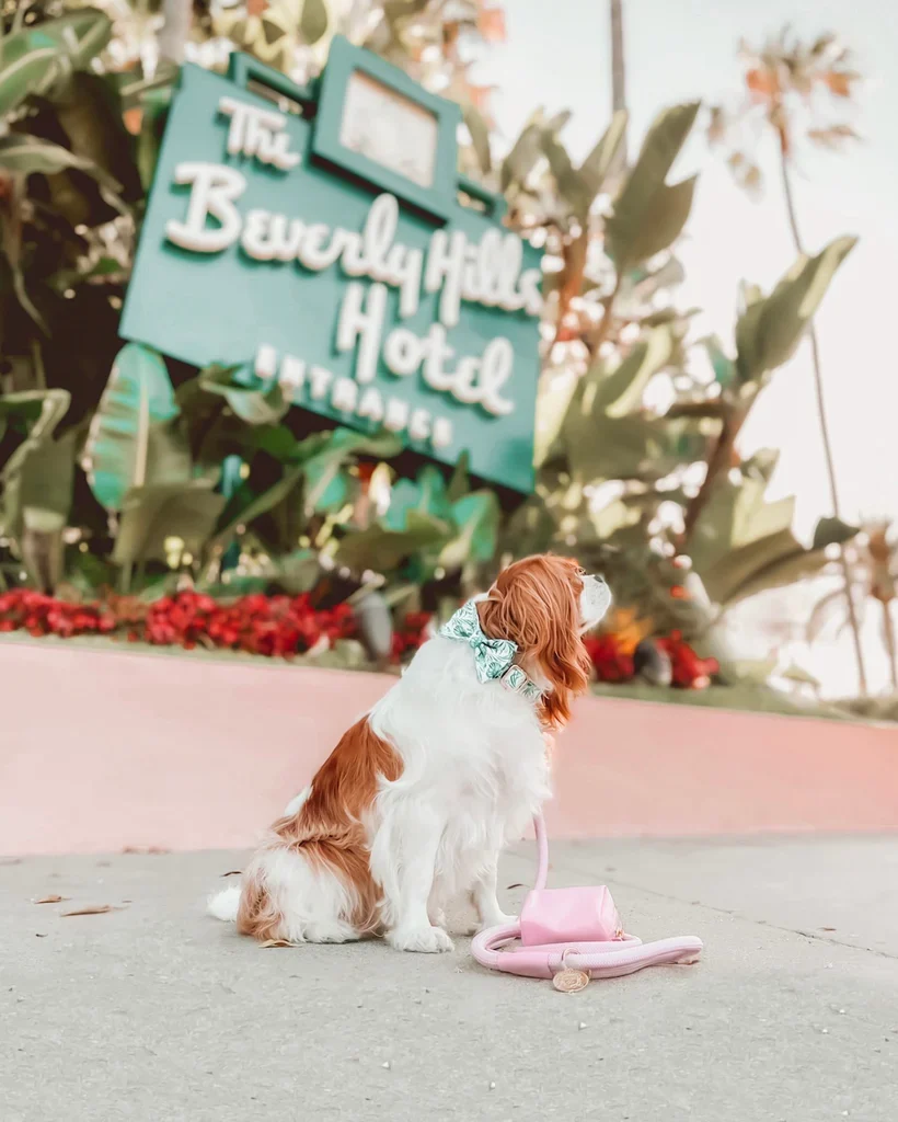 Doggie Republic Bow Tie - Fiji - Image 3