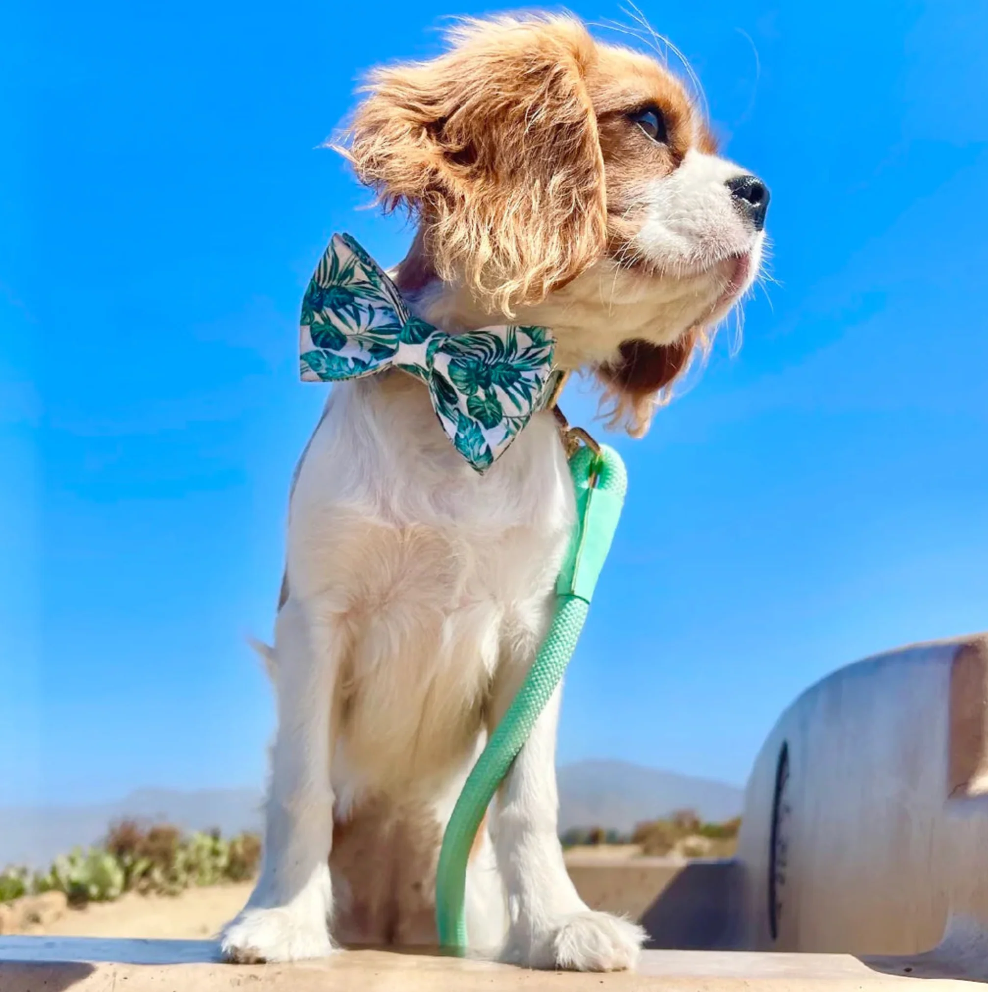 Doggie Republic Bow Tie - Brooklyn - Image 4