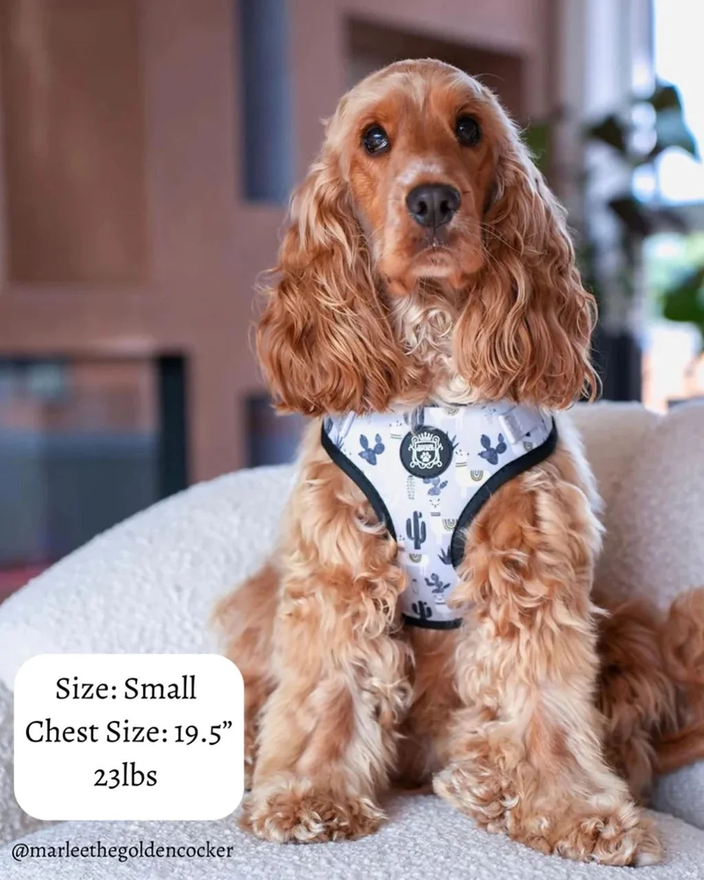Doggie Republic Sport Harness - No Probllama - Image 5