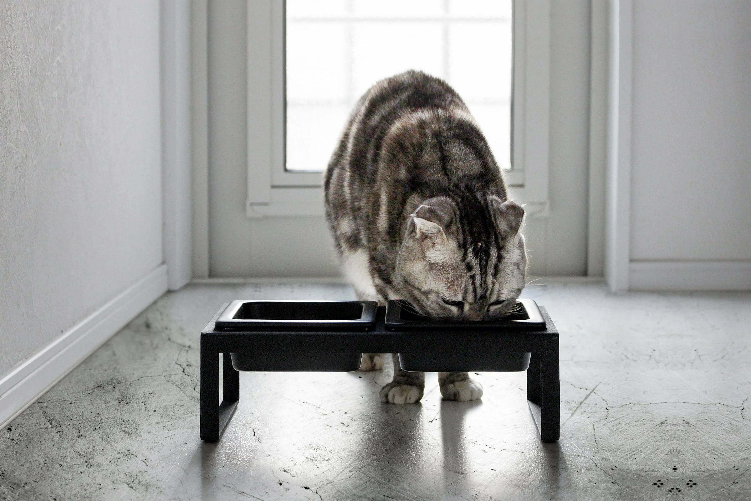 Yamazaki Home Pet Food Bowl - Tall - Image 6